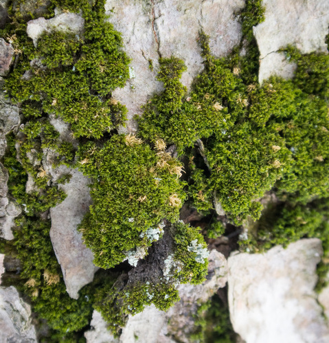 Tikroji garbuonė nuotrauka