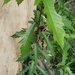 Ficus ulmifolia - Photo (c) jenni, algunos derechos reservados (CC BY-NC), subido por jenni
