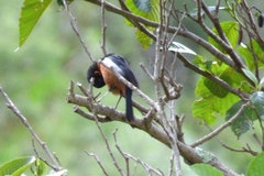 Diglossa brunneiventris