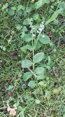 Veronica officinalis
