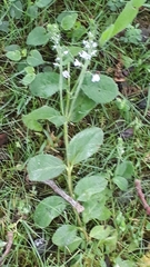 Veronica officinalis