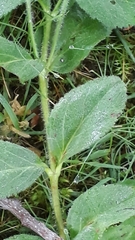 Veronica officinalis
