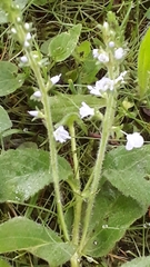 Veronica officinalis