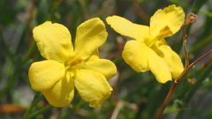 Menodora scabra glabrescens