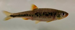 Notropis chiliticus