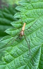 Tetragnatha