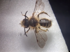 Andrena humilis