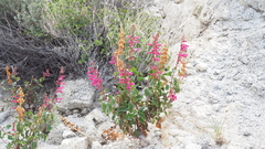 Penstemon clevelandii clevelandii