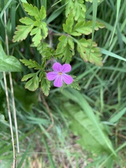 Geranium robertianum