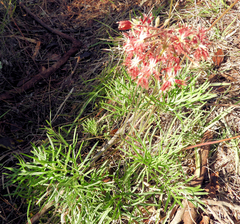 Pelargonium caffrum