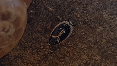 Phyllodromica marginata