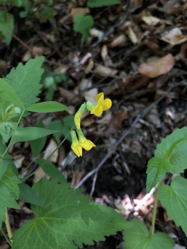 Hallerstein’s vetchling (Lathyrus hallersteinii)