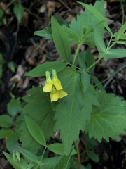 Lathyrus hallersteinii