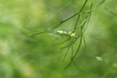 Chrysoperla carnea