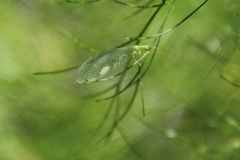 Chrysoperla carnea