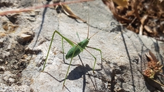Acrometopa macropoda