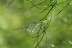 Chrysoperla carnea