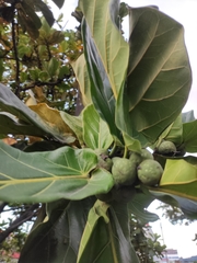 Ficus lyrata
