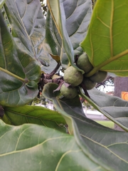 Ficus lyrata