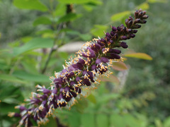 Amorpha glabra