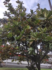 Ficus lyrata