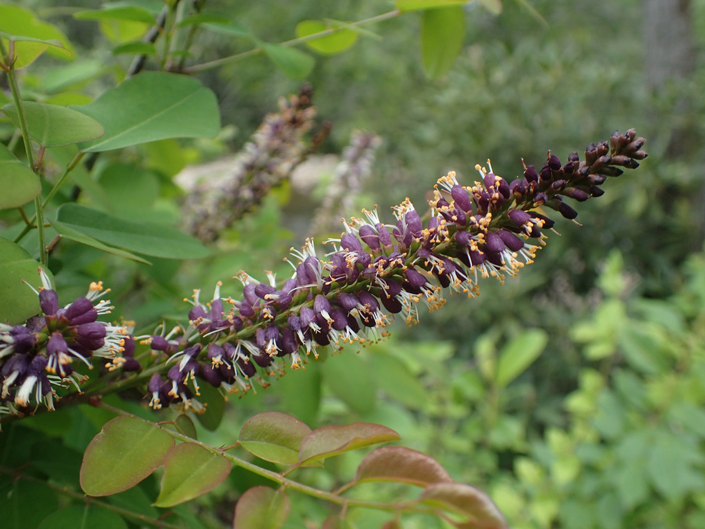 Amorpha glabra; photograph (c) Evan M. Raskin, some rights reserved (CC BY)