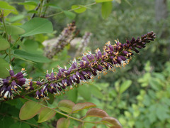 Amorpha glabra