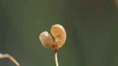 Menodora scabra glabrescens