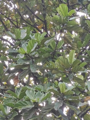 Ficus lyrata