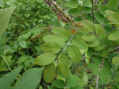 Amorpha glabra