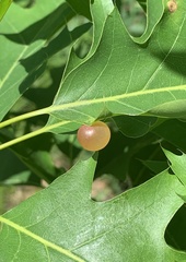 Amphibolips nubilipennis