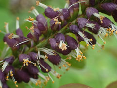 Amorpha glabra