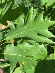 Amphibolips nubilipennis