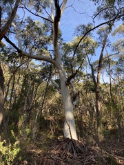 Eucalyptus dalrympleana