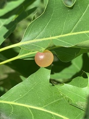 Amphibolips nubilipennis