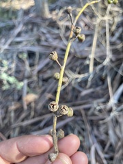 Eucalyptus dalrympleana