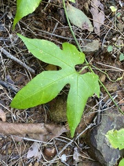Diplocyclos palmatus