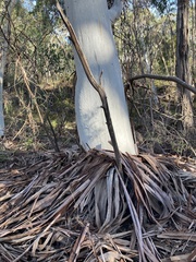 Eucalyptus dalrympleana
