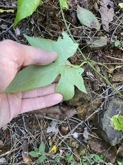Diplocyclos palmatus