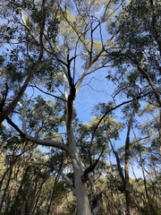 Eucalyptus dalrympleana