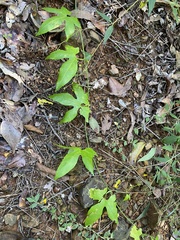 Diplocyclos palmatus