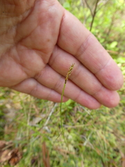 Carex rupestris