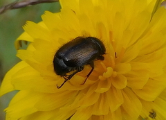 Chasmatopterus