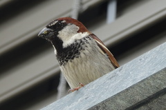 Passer domesticus × italiae