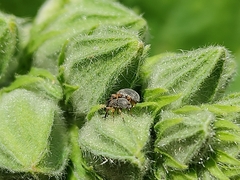 Rhopalapion longirostre