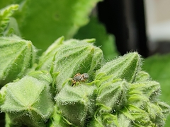 Rhopalapion longirostre