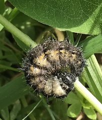 Aglais urticae