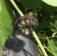 Aglais urticae