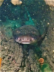 Aulohalaelurus labiosus