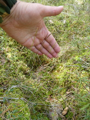 Carex rupestris